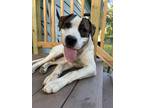 Adopt Montell a White - with Brown or Chocolate American Pit Bull Terrier /