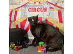 Adopt Pennroyal a All Black Domestic Shorthair (short coat) cat in Greensburg