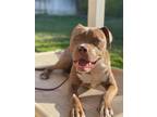 Adopt Frankie a Red/Golden/Orange/Chestnut - with White Pit Bull Terrier / Mixed