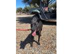 Adopt BAILEY a Black Labrador Retriever / Mixed dog in Seattle, WA (38252990)