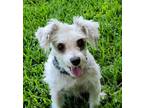 Adopt Tiara a Gray/Blue/Silver/Salt & Pepper Schnauzer (Miniature) / Terrier