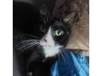 Adopt Oreo a All Black Domestic Shorthair / Domestic Shorthair / Mixed cat in