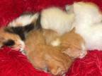 Sunshine Siamese Colorpoints Litter