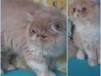 Chestnut Cream And White Male Persian Now Pending