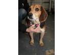 Adopt Fido a Black - with Brown, Red, Golden, Orange or Chestnut Beagle / Mixed