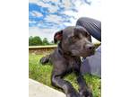 Adopt Abby* a Black Mixed Breed (Medium) / Mixed dog in Anderson, SC (38407154)
