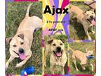 Adopt Ajax a Tan/Yellow/Fawn American Pit Bull Terrier / Mixed dog in Franklin