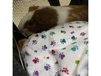 Adopt Cleo a Guinea Pig small animal in Las Vegas, NV (38463870)