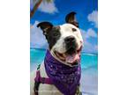 Adopt Deja a American Pit Bull Terrier / Mixed dog in SHELBY TOWNSHIP