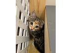 Adopt Tempeh a Domestic Shorthair / Mixed (short coat) cat in Sebastian