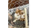 Adopt Lasagna a Domestic Shorthair / Mixed (short coat) cat in Rome