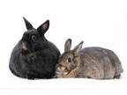 Adopt Acura & Infinity a Other/Unknown / Mixed (short coat) rabbit in Scotts
