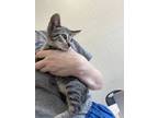 Adopt Char a Gray or Blue Domestic Shorthair / Domestic Shorthair / Mixed cat in