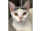 Adopt Cocoa Bean a White Domestic Shorthair / Domestic Shorthair / Mixed cat in