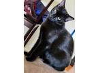 Adopt Burnsey a Bombay / Mixed (short coat) cat in Nashville, GA (38348260)