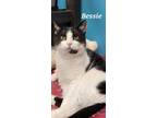 Adopt Bessie a Domestic Shorthair / Mixed (short coat) cat in Kendallville