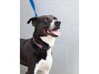 Adopt oscar a Border Collie dog in Bronx, NY (38393369)