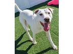 Adopt Bear (Breakfast club) a White American Pit Bull Terrier / Hound (Unknown