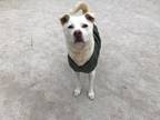 Adopt Tang a Jindo / Labrador Retriever dog in Van Nuys, CA (33581343)