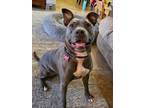 Adopt Izzy Baby a Gray/Silver/Salt & Pepper - with White American Pit Bull