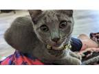 Adopt Kwanzaa a Gray or Blue (Mostly) Domestic Shorthair / Mixed (short coat)