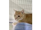 Adopt Omar a Orange or Red Tabby Domestic Shorthair (short coat) cat in Fort