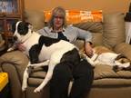 Adopt KATIE a Labrador Retriever / Great Dane / Mixed dog in Chicago