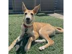 Adopt Taki a Tan/Yellow/Fawn Hound (Unknown Type) / Mixed dog in Whitehall