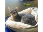 Adopt Vincent [bonded with Claude] a Domestic Short Hair
