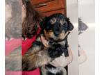 Aussiedoodle Miniature PUPPY FOR SALE ADN-763781 - Mini F1 aussiedoodle pups