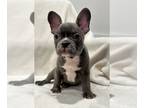Faux Frenchbo Bulldog PUPPY FOR SALE ADN-763599 - Male Frenchton B