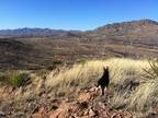 Tombstone, AZ