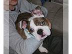 Olde English Bulldogge PUPPY FOR SALE ADN-763602 - IOEBA BRF3 Merle male ready