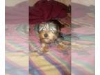 Yorkshire Terrier PUPPY FOR SALE ADN-763682 - Yorkies