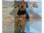 Airedale Terrier PUPPY FOR SALE ADN-763671 - Airedale Terrier Puppies