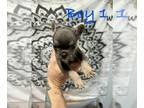 French Bulldog PUPPY FOR SALE ADN-763614 - Frenchie Puppies