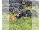 Airedale Terrier PUPPY FOR SALE ADN-763784 - Airedale terrier