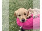 Golden Retriever PUPPY FOR SALE ADN-763600 - Sweet Golden Retriever Pups