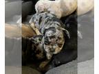 French Bulldog PUPPY FOR SALE ADN-763786 - French bulldog