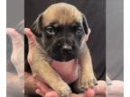 Mastiff PUPPY FOR SALE ADN-763655 - English Mastiff Puppies