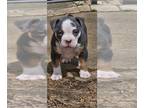 American Bully PUPPY FOR SALE ADN-763668 - Pocket American Bully Puppy