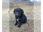 Bluetick Coonhound-Labrador Retriever Mix PUPPY FOR SALE ADN-763720 - Mixed Lab