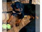 Rottweiler PUPPY FOR SALE ADN-763715 - Rottweiler pups