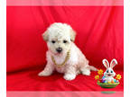 Maltipoo PUPPY FOR SALE ADN-763694 - ABSOLUTELY ADORABLE MALTIPOO PUPS