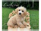 Poochon PUPPY FOR SALE ADN-763862 - Poochon