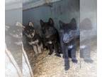 Wolf Hybrid PUPPY FOR SALE ADN-763699 - Black Wolfdog pups