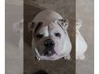 Bulldog PUPPY FOR SALE ADN-763714 - Beautiful English Bulldog
