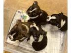 Boston Terrier PUPPY FOR SALE ADN-763736 - Boston Terrier puppies