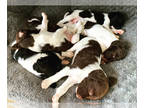 Brittany PUPPY FOR SALE ADN-763612 - Brittany Beauties