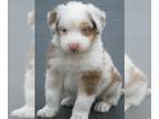 Australian Shepherd PUPPY FOR SALE ADN-763723 - AKC Ch Ln Red Merle Male with